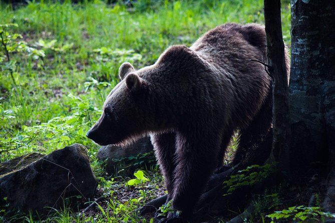 Private Brown Bear Watching Experience near Odorheiu Secuiesc - A Close Encounter with Romania’s Brown Bears: What You Need to Know