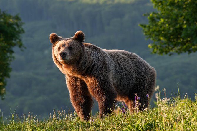 Private Brown Bear Watching Experience near Odorheiu Secuiesc - What You Can Expect on the Tour