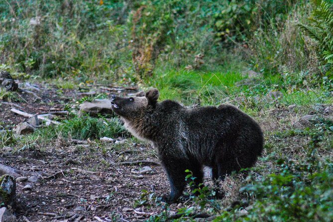 Private Brown Bear Watching Experience near Odorheiu Secuiesc - The Practical Side: What to Prepare
