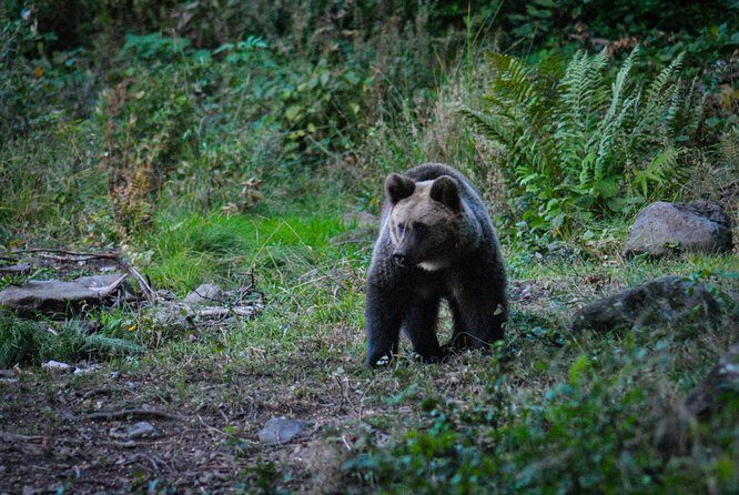 Private Brown Bear Watching Experience near Odorheiu Secuiesc - What We Appreciate and What to Keep in Mind