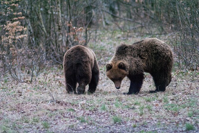 Private Brown Bear Watching Experience near Odorheiu Secuiesc - FAQs