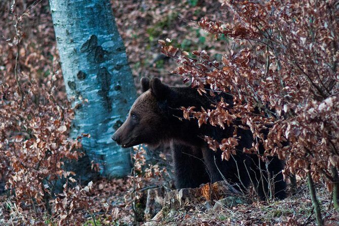 Private Brown Bear Watching Experience near Odorheiu Secuiesc - Wrapping It Up