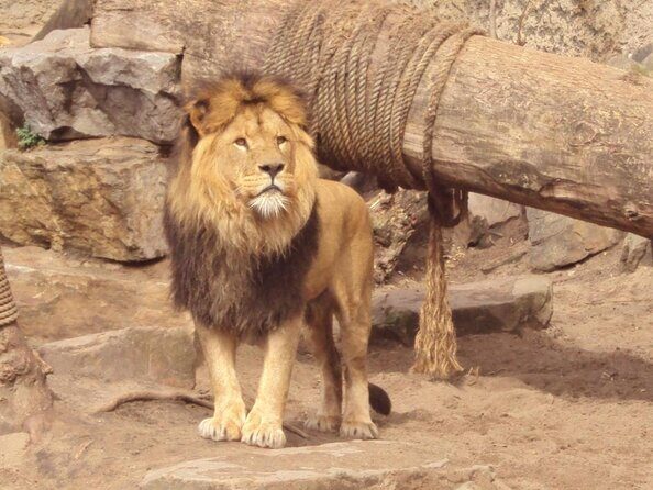 Private Bus Tour in Amsterdam City - Exploring Amsterdam in Comfort: A Review of the Private Bus Tour in the City