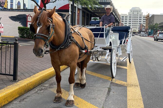 Private Carriage Tour of Galveston - A Deep Dive into the Carriage Tour Experience