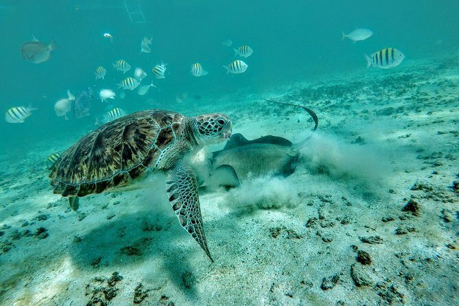 Private Cenote & Snorkeling Tour with Turtles in Akumal - Key Points