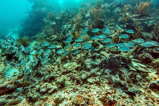 Private Cenote & Snorkeling Tour with Turtles in Akumal - Transportation and Convenience