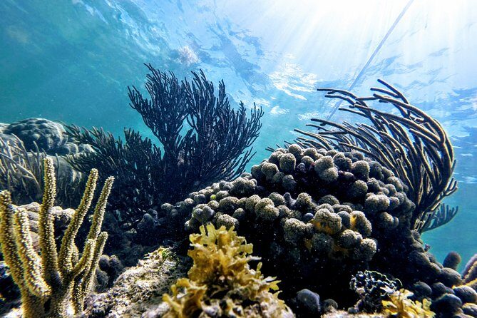 Private Cenote & Snorkeling Tour with Turtles in Akumal - Pricing and Overall Value