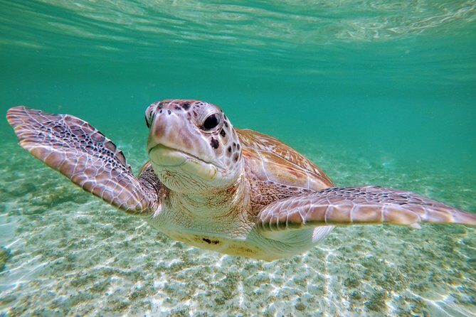 Private Cenote & Snorkeling Tour with Turtles in Akumal - Real Traveler Insights