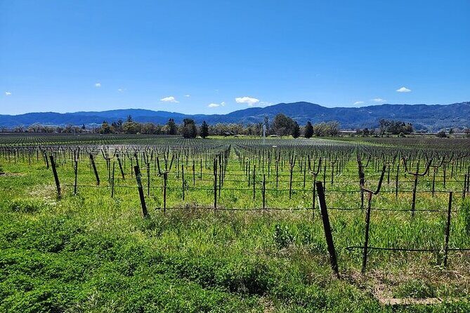 Private Champagne and Wine Tour to Sonoma and Napa - The Practicalities and Value