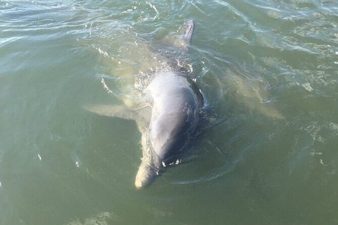 Private Charleston Dolphin and Eco Boat Tour - Key Points