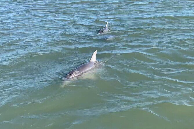Private Charleston Dolphin and Eco Boat Tour - The Benefits of Choosing This Tour