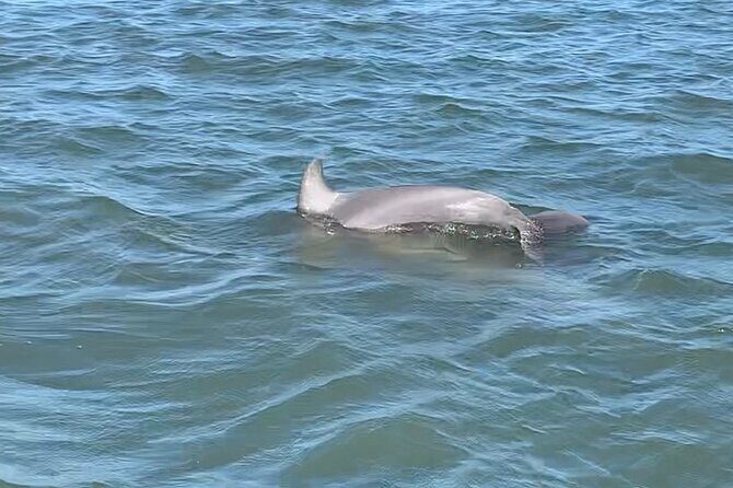 Private Charleston Dolphin and Eco Boat Tour - Final Thoughts: Is This Tour Right for You?