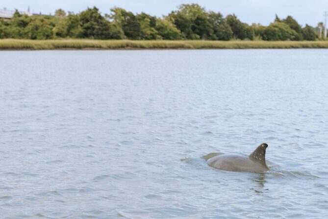 Private Charleston Dolphin Tour - Why This Dolphin Tour Stands Out