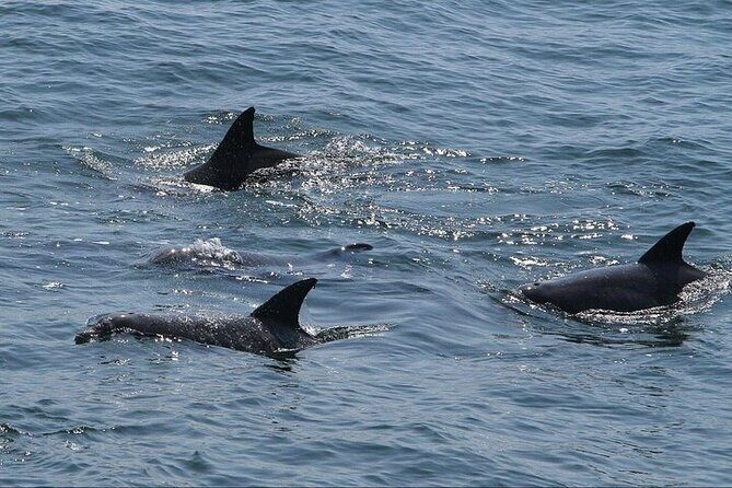 Private Charleston Dolphin Tour - The Experience: Wildlife, Views, and the Guide’s Role