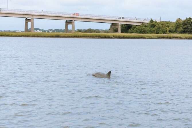 Private Charleston Dolphin Tour - Cost and Value: Is It Worth It?