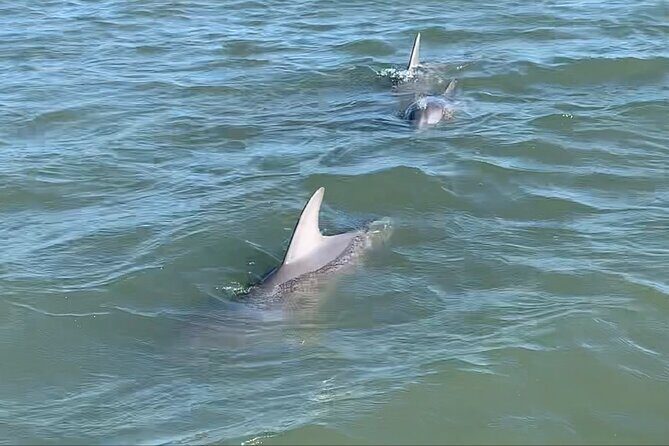 Private Charleston Sunset & Dolphin Cruise - Price and Value: Is It Worth It?