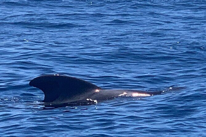 private charter 3 Hours Whale Encounter puerto colon adeje - Why This Whale Encounter Stands Out