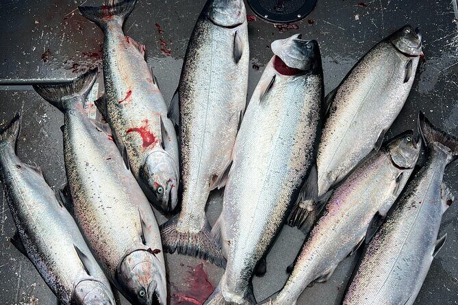 Private Charter Fishing - Full Port Time for Cruise Ship Guests - The Sum Up