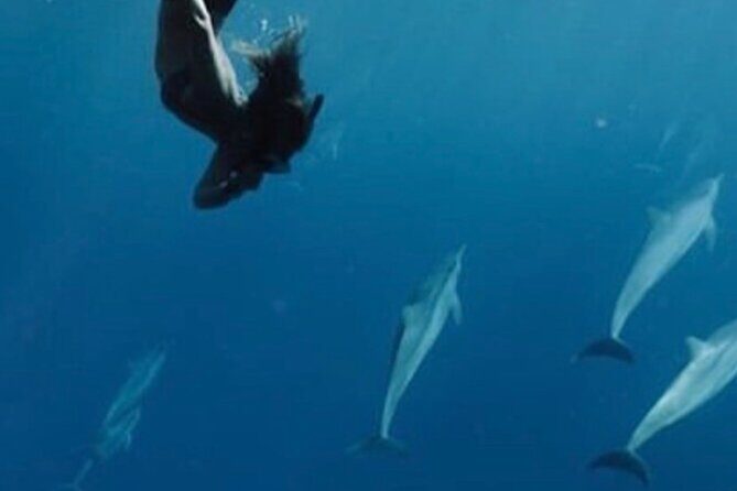 Private Charter Humpback Whale Watching & Dolphin Search - Key Points