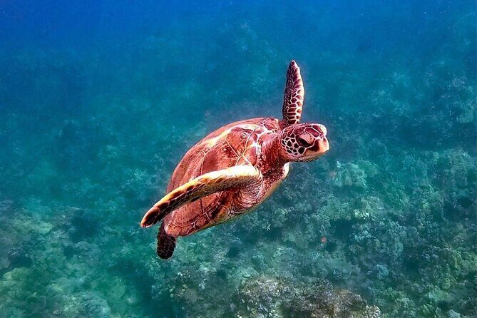 Private Charter Humpback Whale Watching & Dolphin Search - Final Thoughts