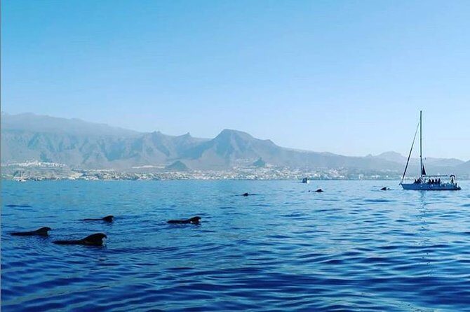 Private Charter in Tenerife south max 7 people - Exploring Tenerife with a Private Boat Charter: A Detailed Look