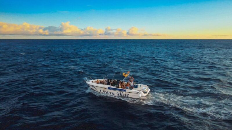 Private Charter Private Charter to see the whales - 2 Hours - What to Expect from the Private Whale Watching Tour