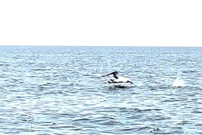 Private Charters on Saginaw Bay for Fishing or Birdwatching - The Sum Up