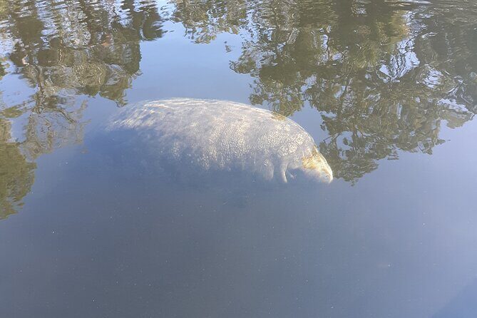 Private Chassahowitzka River Exploration kayak tour - FAQ
