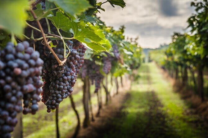 Private Chianti Wine Tasting from Florence, Half Day Experience - A Practical Look at the Private Chianti Wine Tasting from Florence