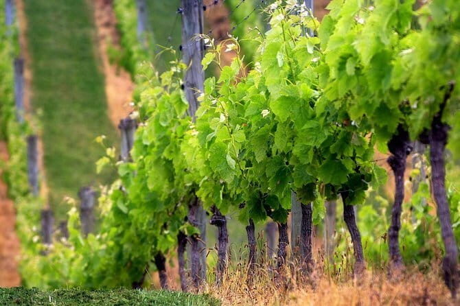 Private Chianti Wine Tour - Experience the Best of Tuscany on a Private Chianti Wine Tour