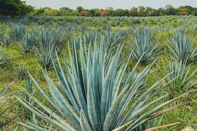 Private Chichén Itzá, Mayapan Distillery and Valladolid Tour - FAQs