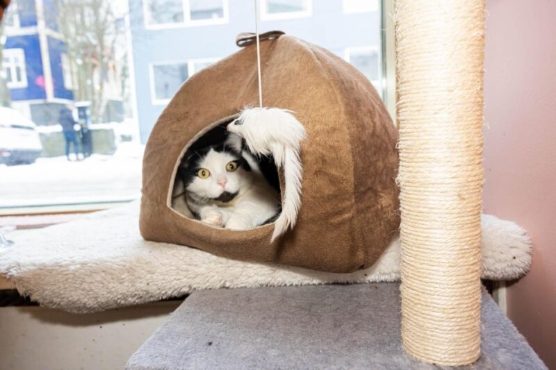 Private Combo Reykjavik Folklore & CatWalk - A Closer Look at the Experience