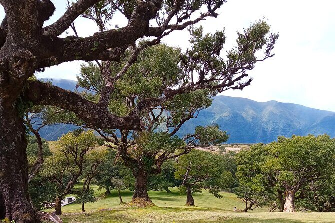 Private Complete Madeira Island Tour Full Day - FAQ