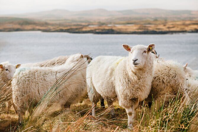 Private Connemara Day Tour - What You’ll Get from This Tour