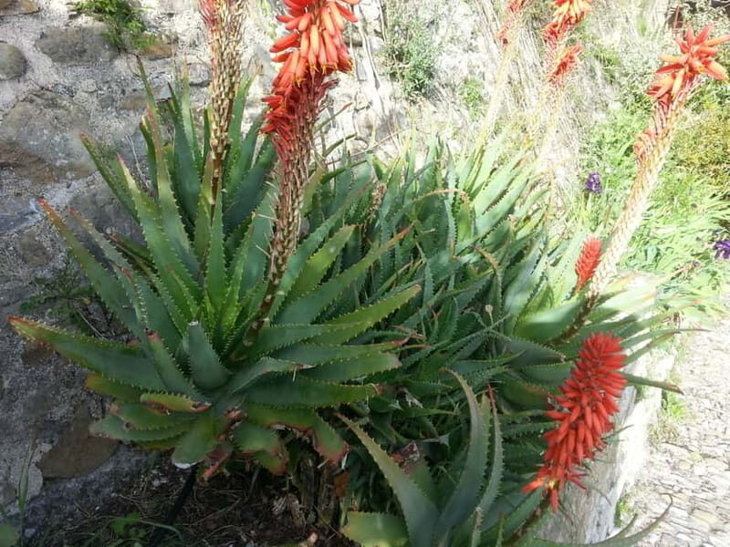 Private Côte d'Azur shore Excursions From Ville Franche - Authentic Experiences and Real Traveler Feedback