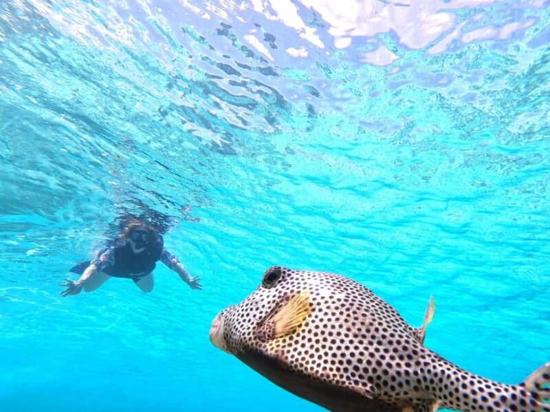 Private Cozumel Jeep and Jade Cavern Cenote Tour - In The Sum Up