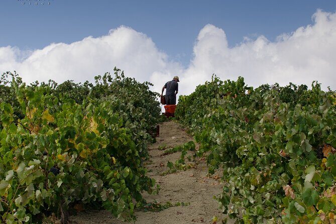 Private Cretan Gastronomic experience Winery visit with Tastings & Cooking Class - Who Is This Tour Best For?