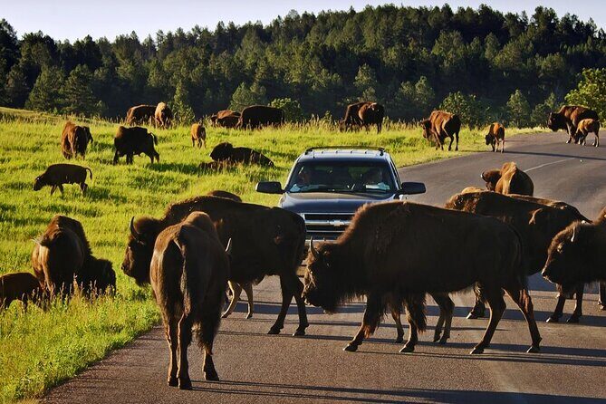 Private Custer State Park Safari and Hiking Tour - The Sum Up: Is This Tour Worth It?