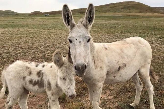 Private Custer State Park Safari and Hiking Tour - FAQ