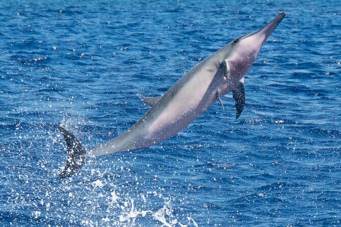 Private Custom Charter in Kawaihae - Practical Details and Tips