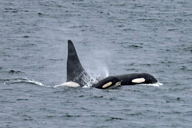 Private Custom Excursion with a Local for up to 14 people - Frequently Asked Questions