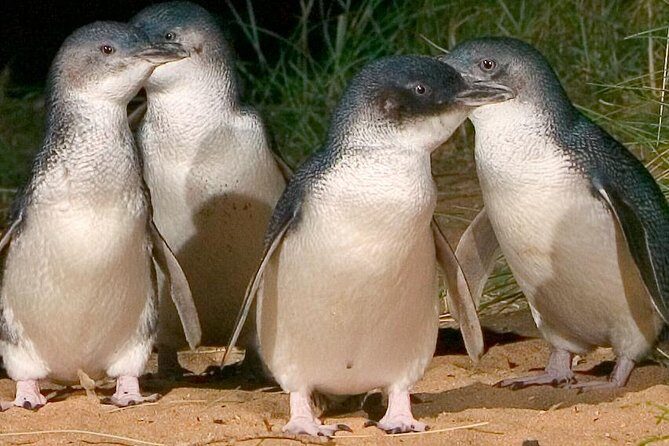 Private custom Tour of Phillip Island With Penguin Parade - Key Points: