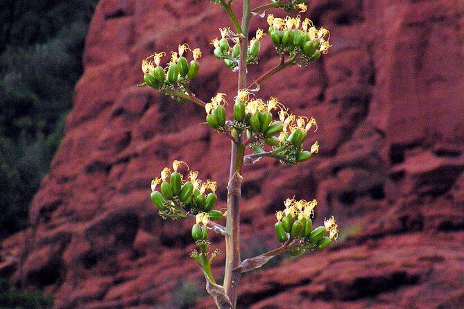 PRIVATE Customizable Sedona Vortex Jeep Tour - A Deep Dive into the Sedona Vortex Jeep Tour Experience