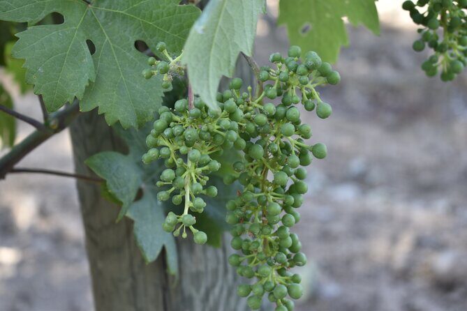 Private, Customized Napa Valley Wine Tasting Tour 6To14 passenger - Exploring the Private, Customized Napa Valley Wine Tasting Tour