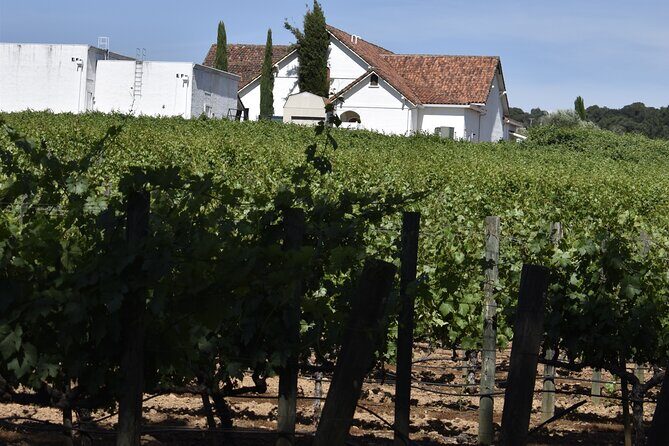 Private, Customized Napa Valley Wine Tasting Tour 6To14 passenger - Is This Tour Worth the Price?