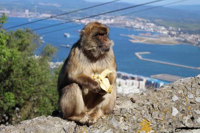 Private Day To Gibraltar from Marbella or Marbella - Analyzing the value: is this tour worth it?