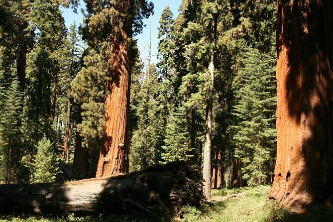 Private Day Tour from San Jose in Yosemite Natural Park - Overall Value and Practicalities