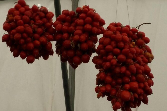 Private Day Tour: Herculaneum and Wine Tasting - What You Can Expect From the Experience