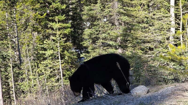 Private Day Tour: Moraine Lake and Lake Louise - Who Would Love This Tour?