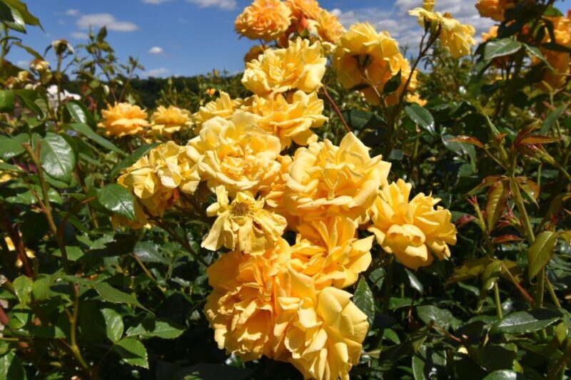 Private Day Tour to Chartwell, Home of Sir Winston Churchill - A Close Look at the Tour Experience